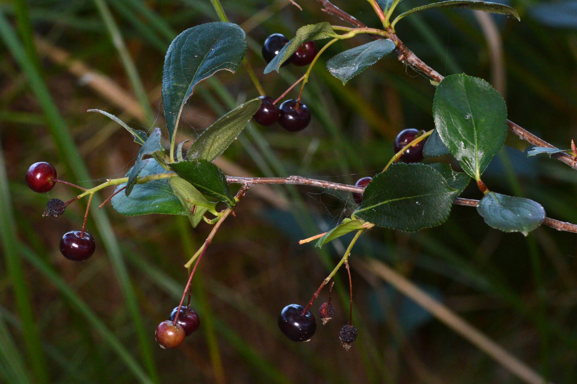 Aronia