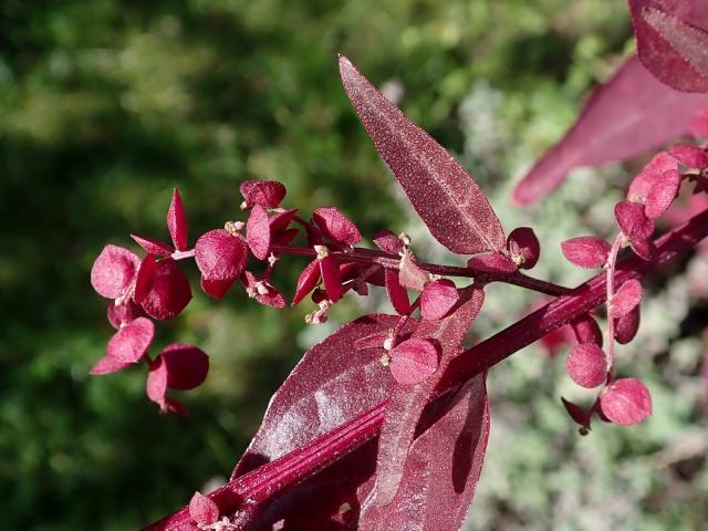 Arroche rouge (Atriplex hortensis var. rubra) : semis, culture et récolte