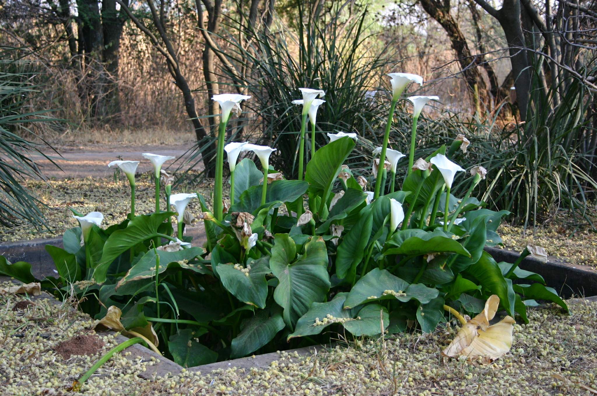 Arum d'Ethiopie