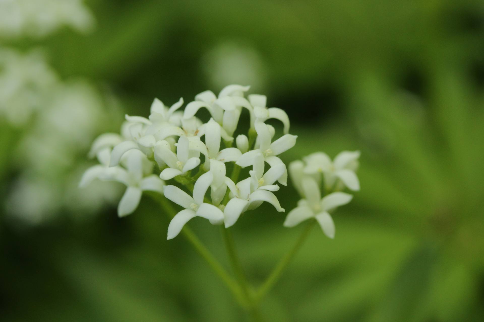 Aspérule odorante