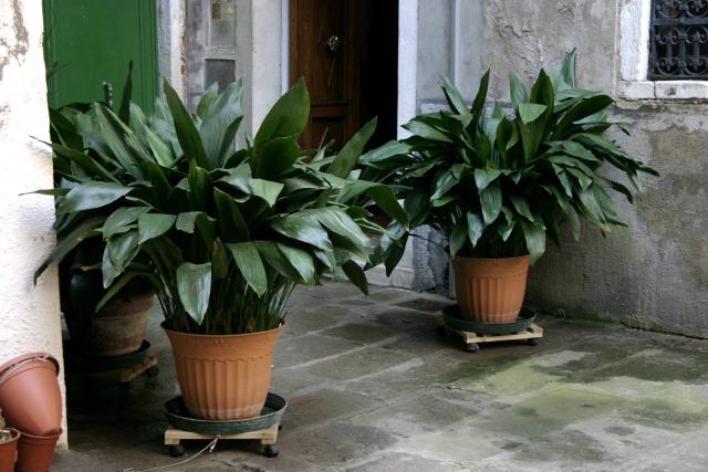 Aspidistra (aspidistre) : entretien, arrosage et culture en interieur
