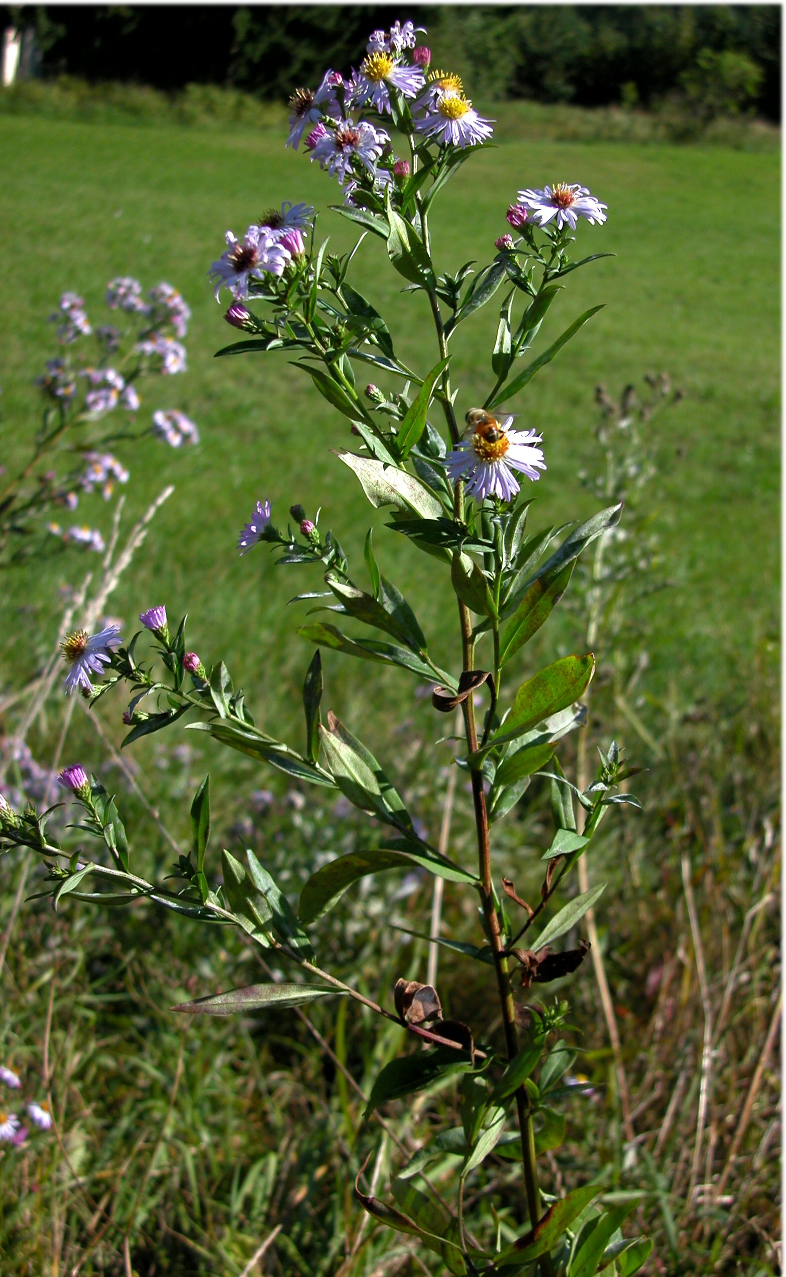 Aster d'automne