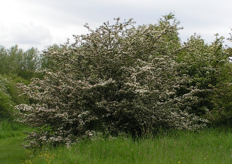 Aubepine