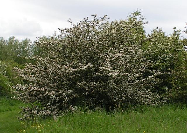 Aubepine (Crataegus monogyna) : plantation, taille et entretien