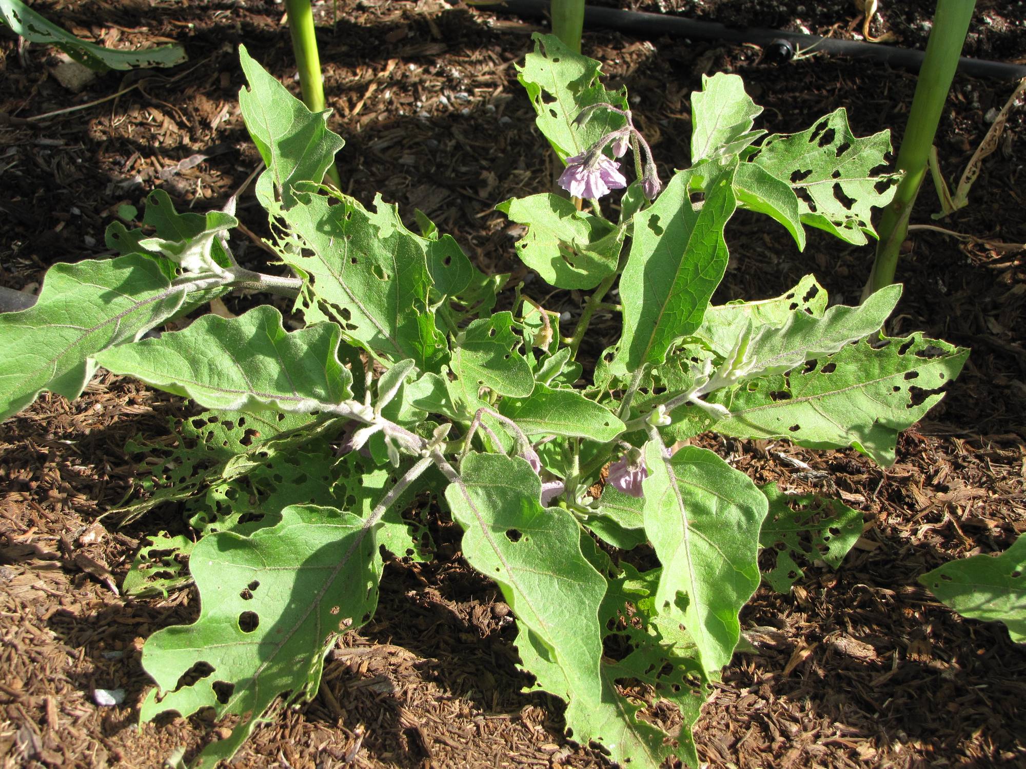 Aubergine