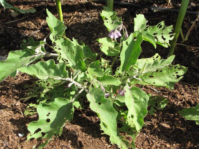 Aubergine (Solanum melongena) : semis, plantation et culture