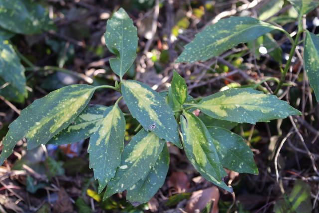 Aucuba du Japon (Aucuba japonica) : plantation, taille et entretien