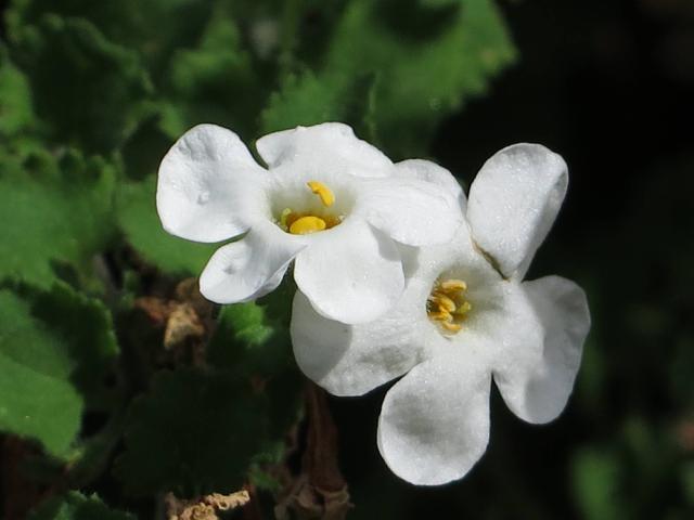 Bacopa (Chaenostoma cordatum) : plantation, floraison et entretien