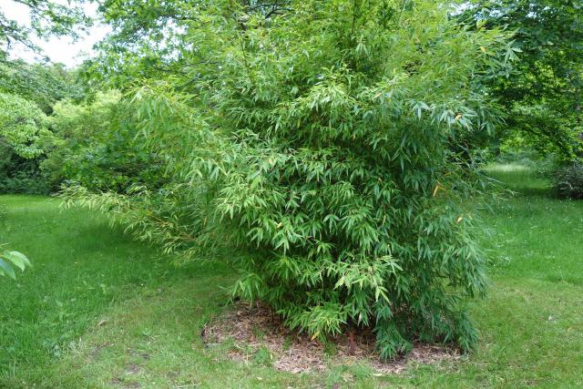 Bambou (Phyllostachys aurea) : plantation, barrière anti-rhizome et entretien