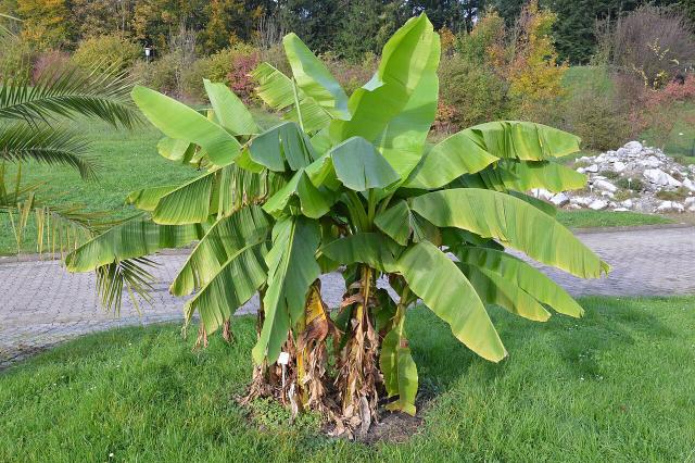 Bananier du Japon (Musa basjoo) : plantation, entretien et protection hivernale