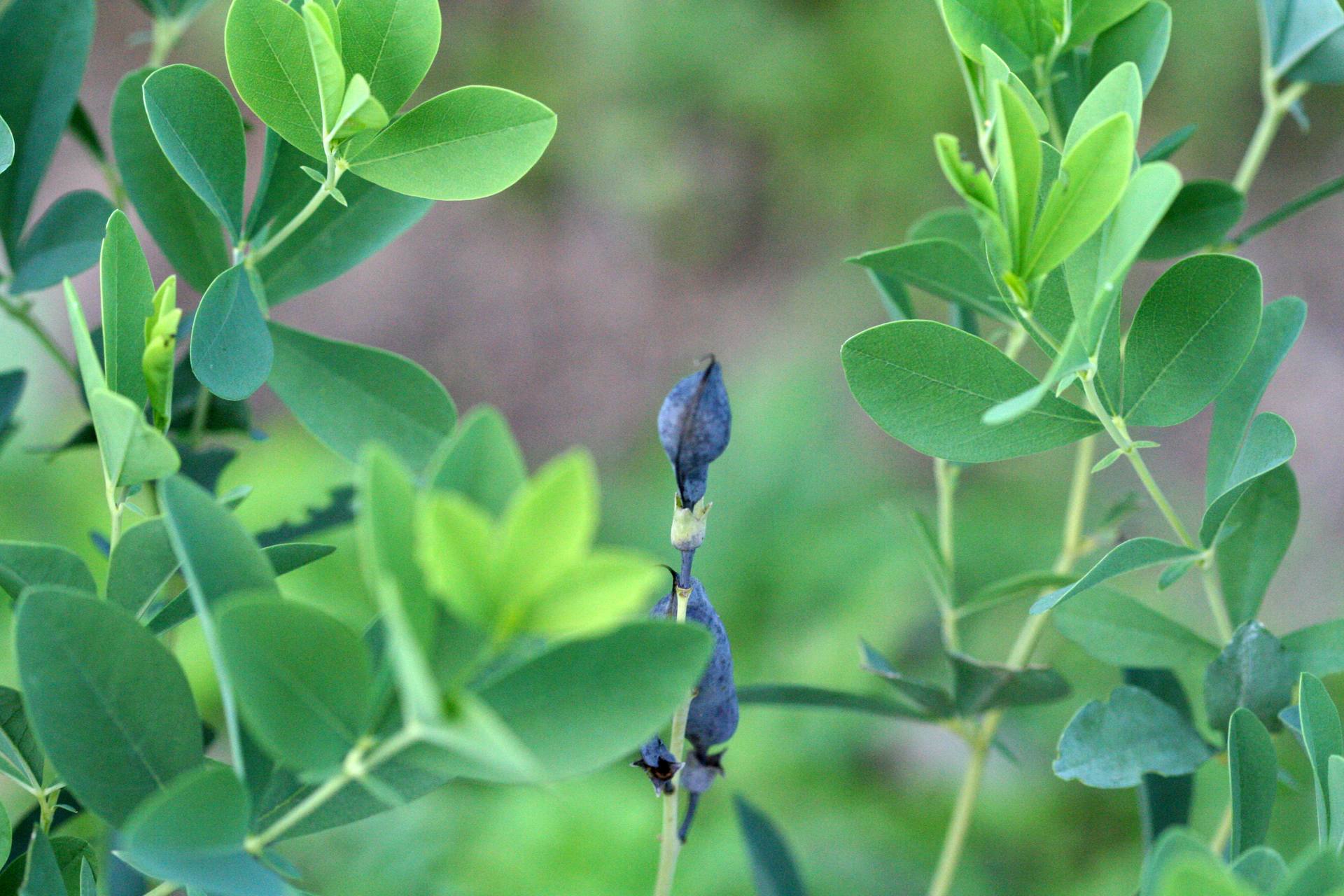 Baptisia