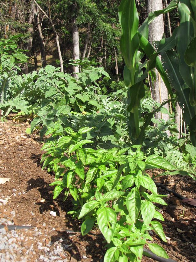 Basilic (Ocimum basilicum) : semis, plantation et entretien