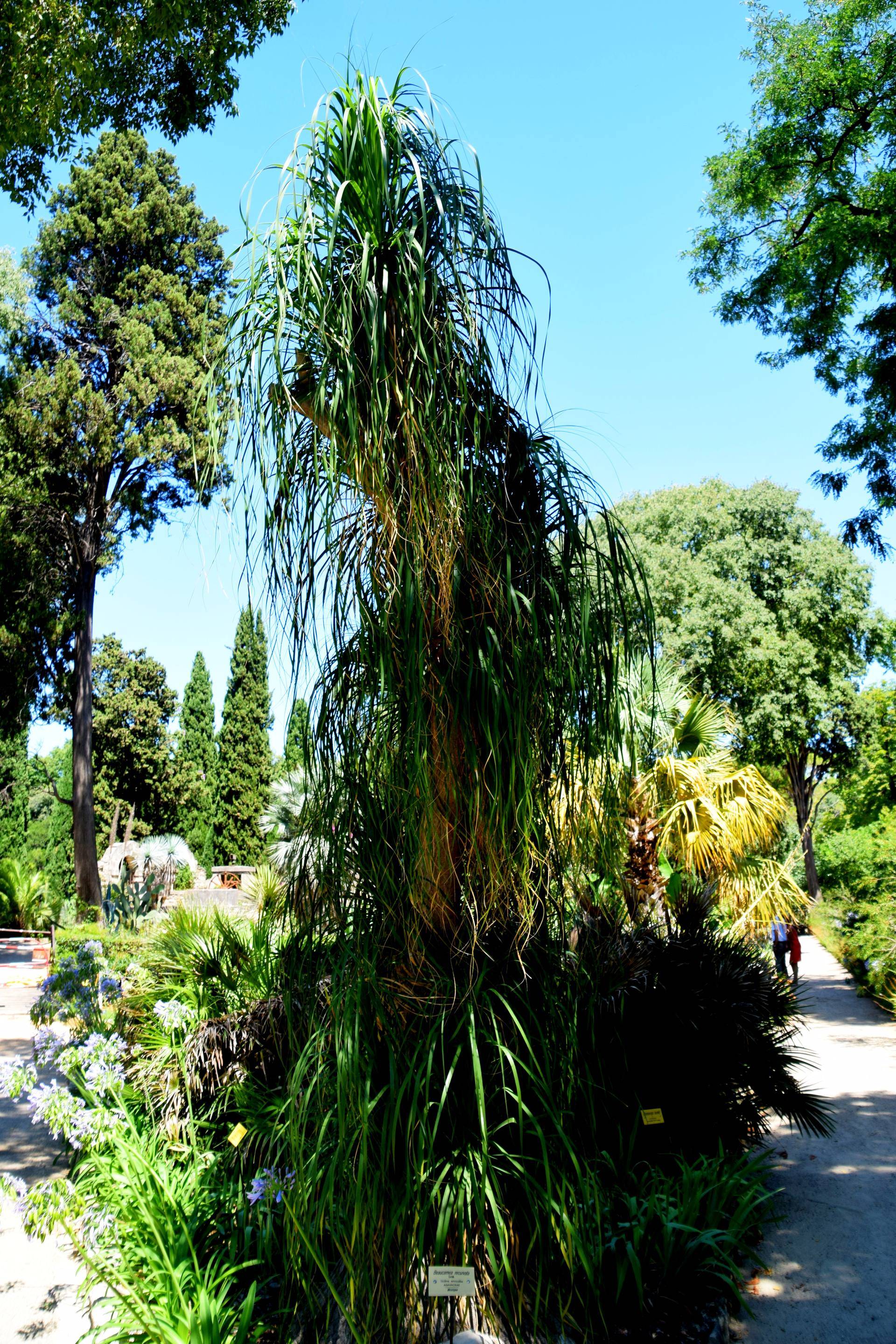 Beaucarnea