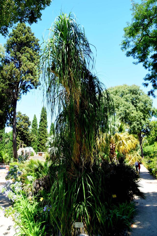 Beaucarnea (Beaucarnea recurvata) : entretien, arrosage et culture en pot