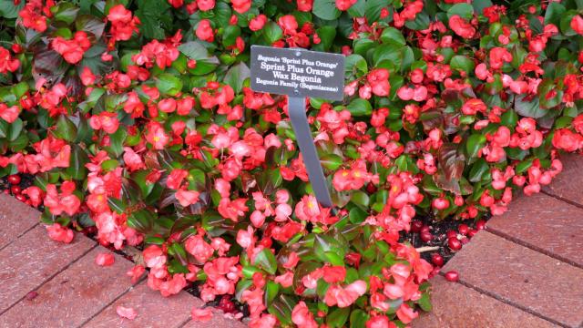 Bégonia (Begonia × semperflorens-cultorum) : plantation, arrosage et entretien