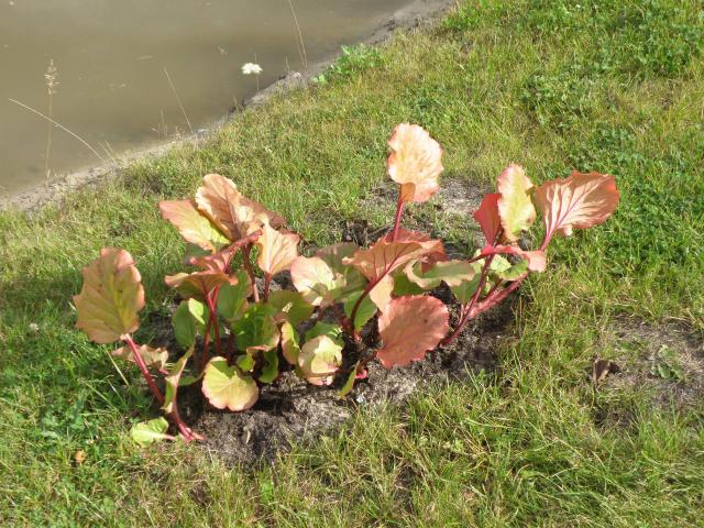 Bergénia (Bergenia) : plantation, entretien et floraison