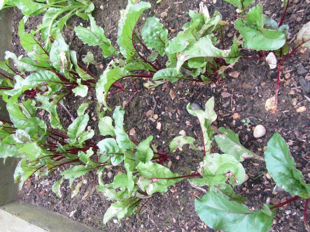 Betterave (Beta vulgaris) : semis, culture, récolte et conservation
