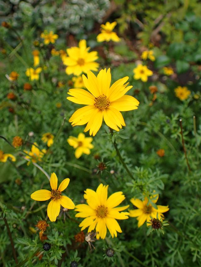 Bidens (Bidens ferulifolia) : culture, floraison et entretien