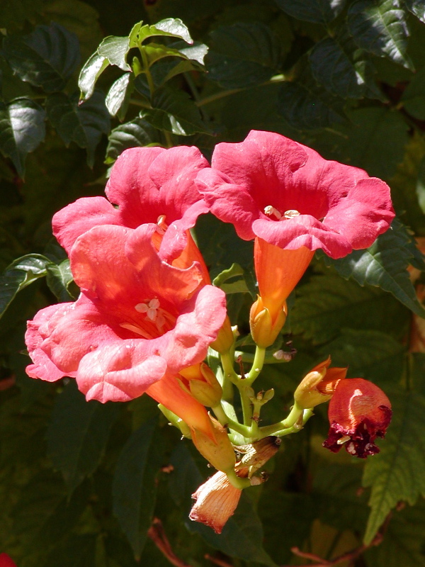 Bignone (Campsis radicans) : plantation, taille et entretien