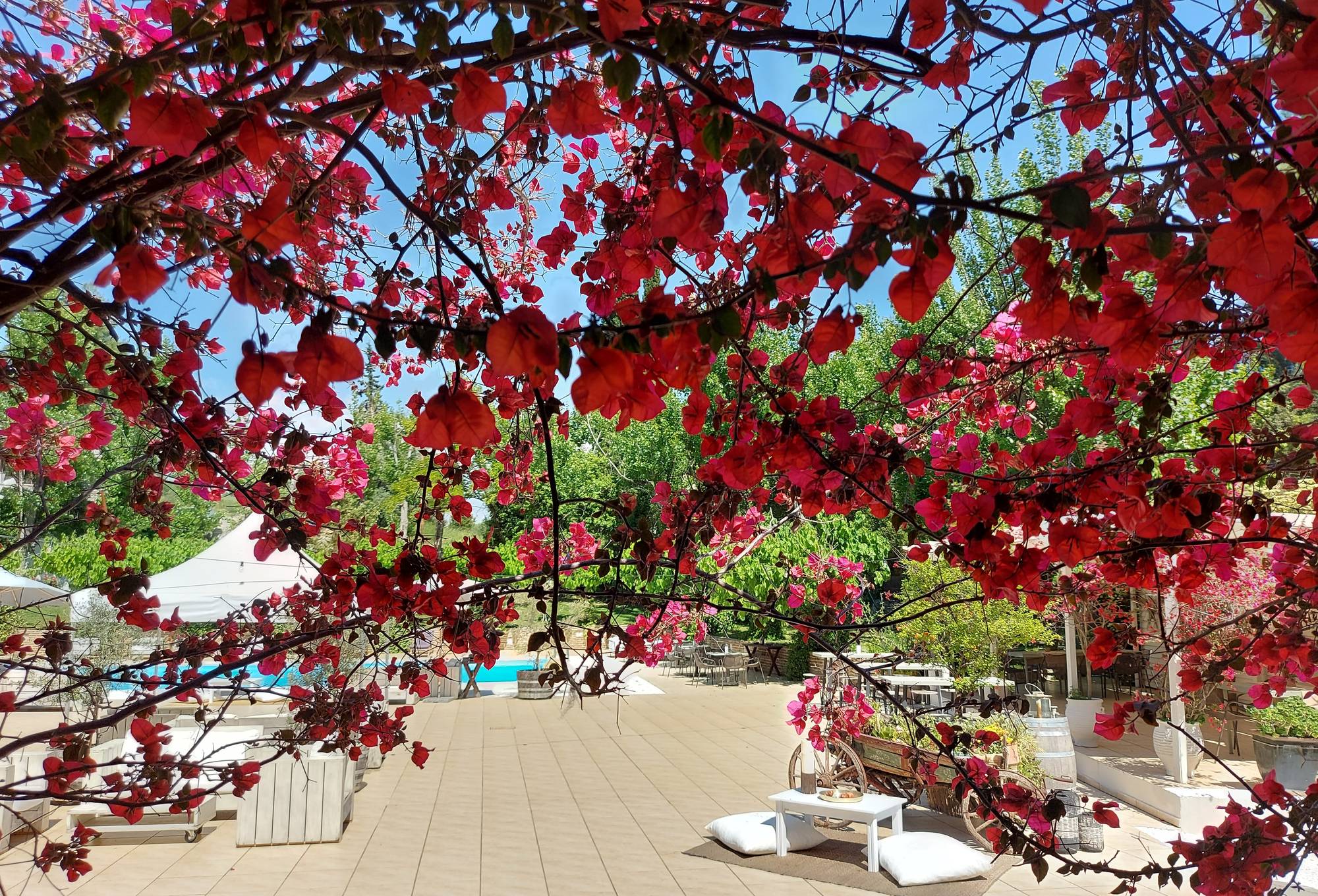 Bougainvillier