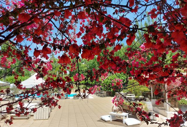 Bougainvillier (Bougainvillea) : plantation, taille et entretien