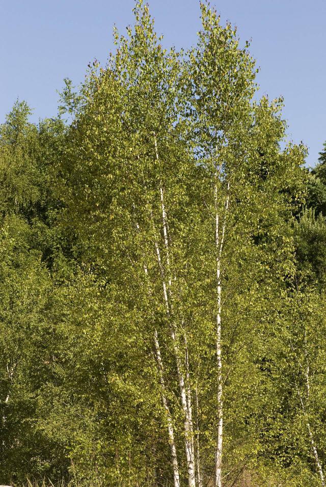 Bouleau (Betula pendula) : plantation, taille et entretien