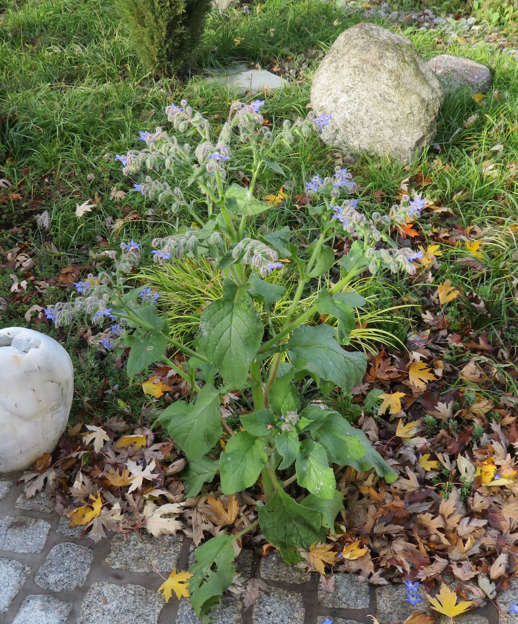 Bourrache officinale