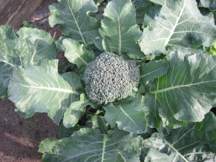 Brocoli (Brassica oleracea var. italica) : semis, culture et récolte