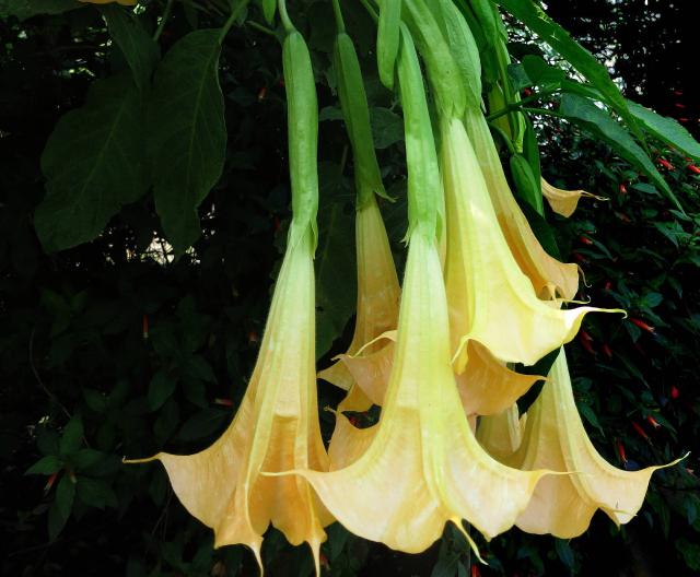 Brugmansia (trompette des anges) : plantation, entretien et hivernage