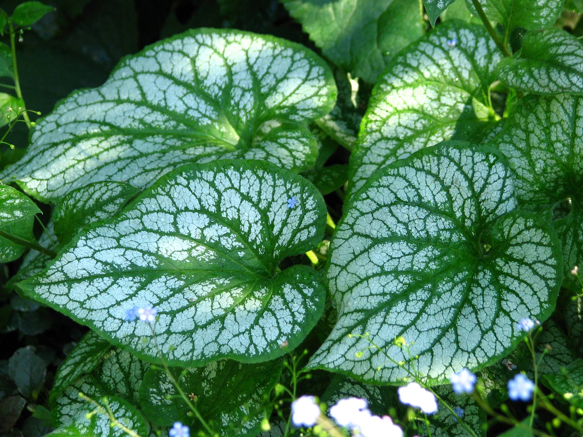 Brunnera