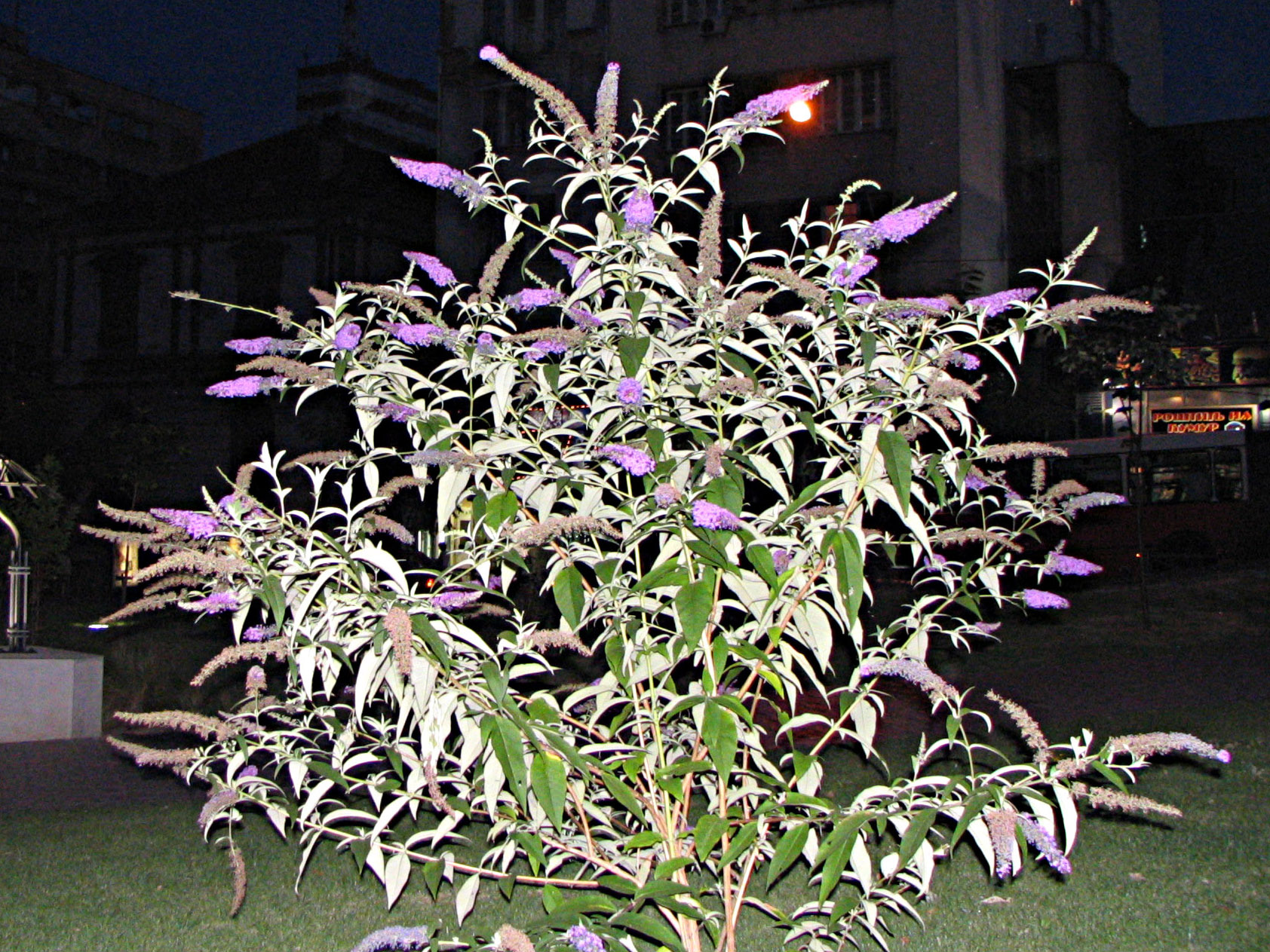 Buddleia