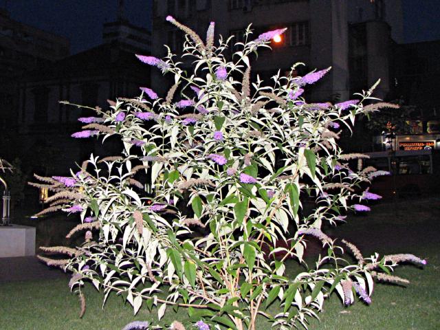 Buddleia (Buddleja davidii) : plantation, taille et entretien