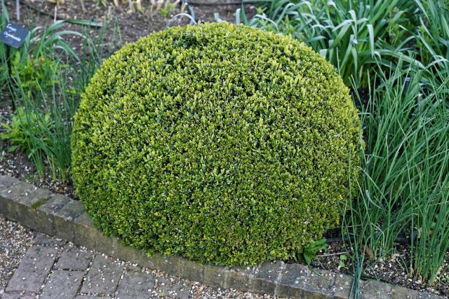 Buis (Buxus sempervirens) : plantation, taille et entretien