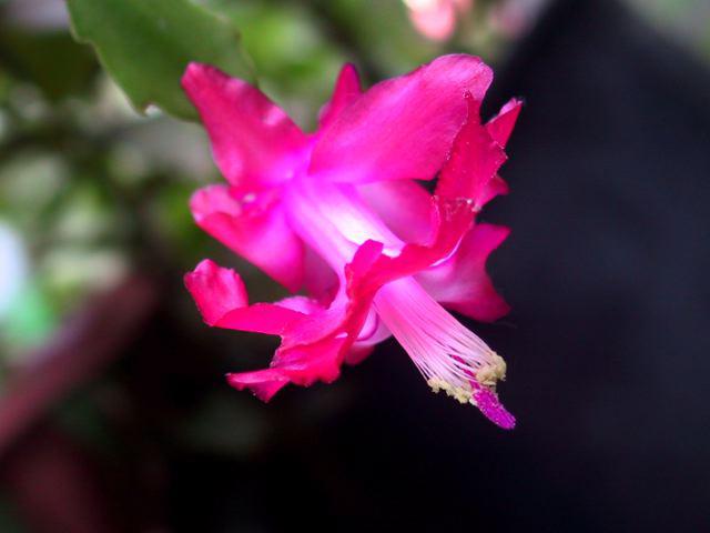Cactus de Noël (Schlumbergera) : entretien, arrosage et refleuraison