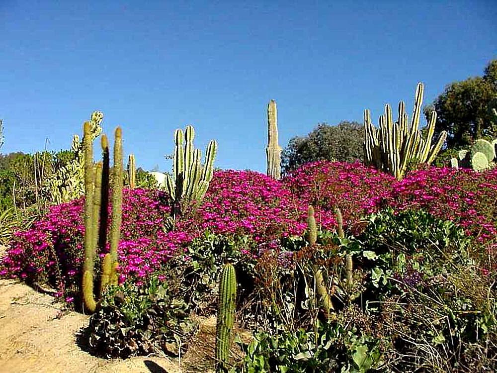 Cactus
