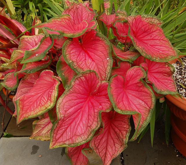 Caladium : plantation, entretien et hivernage en France