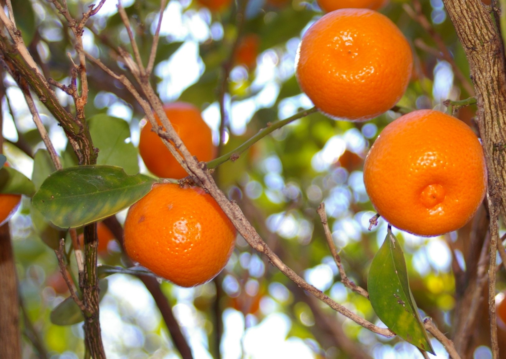 Calamondin