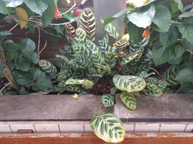 Calathea makoyana : entretien, arrosage et humidite en interieur
