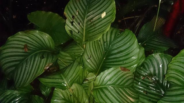 Calathea orbifolia : entretien, arrosage et humidite en interieur