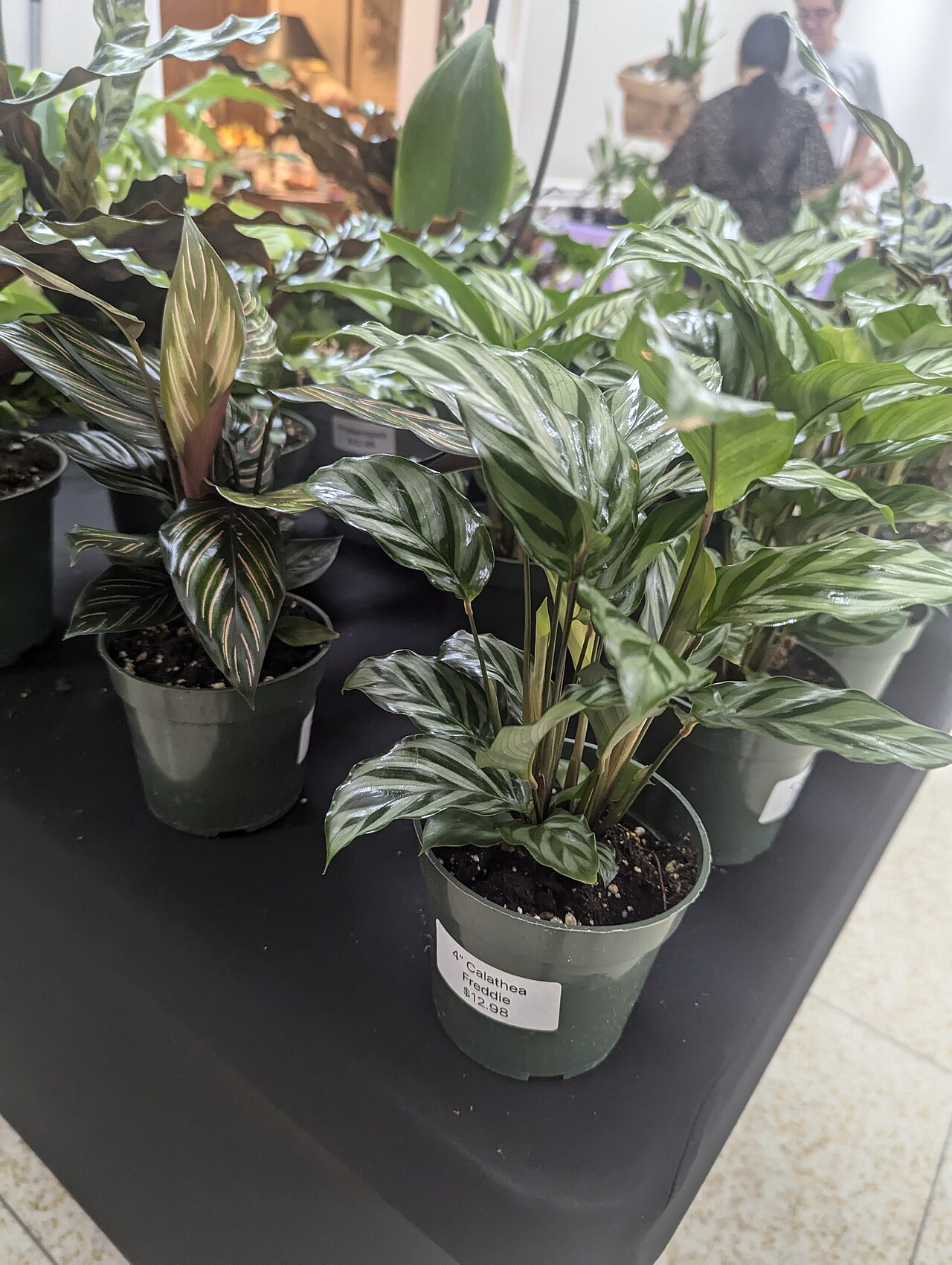 Calathea