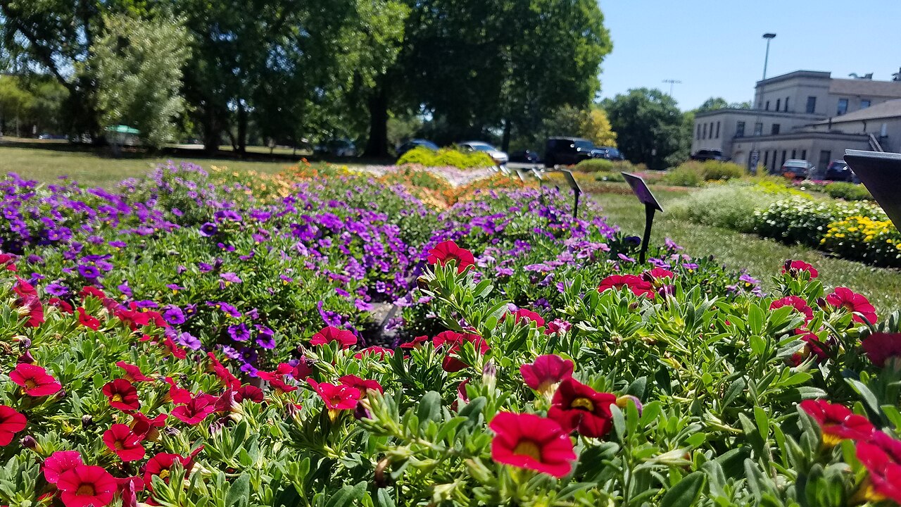 Calibrachoa