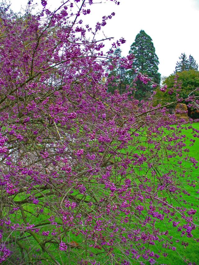 Callicarpa (Callicarpa bodinieri) : plantation, taille et entretien