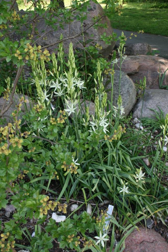 Camassia (Camassia leichtlinii) : plantation, floraison et entretien