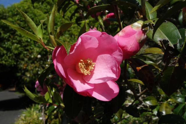 Camélia (Camellia japonica) : plantation, arrosage et entretien