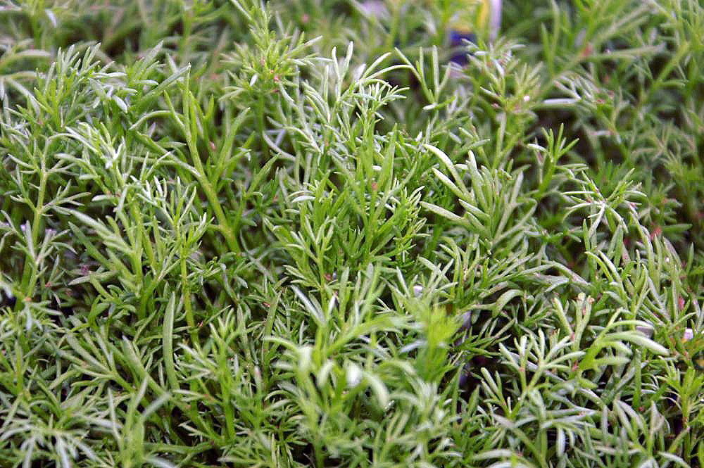 Camomille romaine
