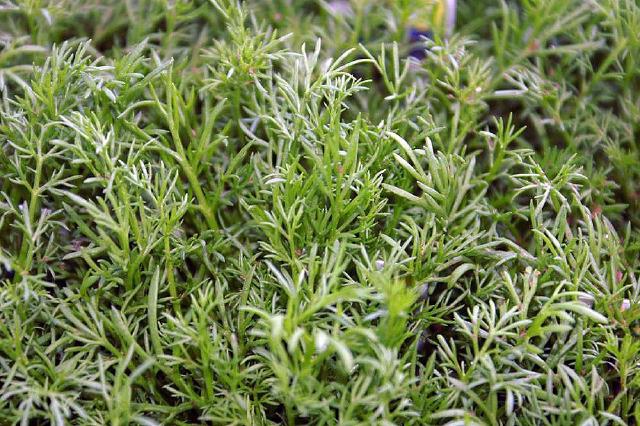 Camomille romaine (Chamaemelum nobile) : culture, entretien et usages au jardin