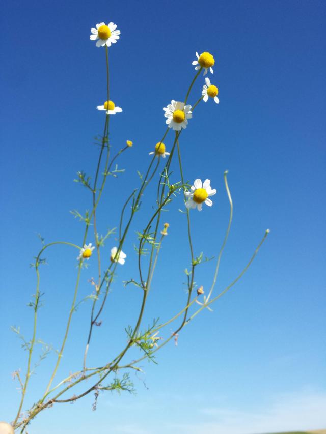Camomille allemande (Matricaria chamomilla) : semis, culture et récolte