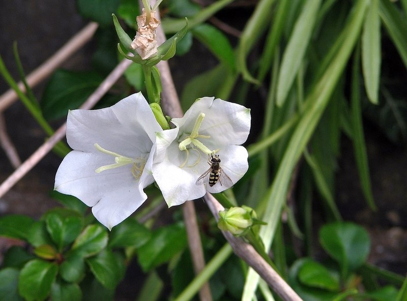Campanule des murs