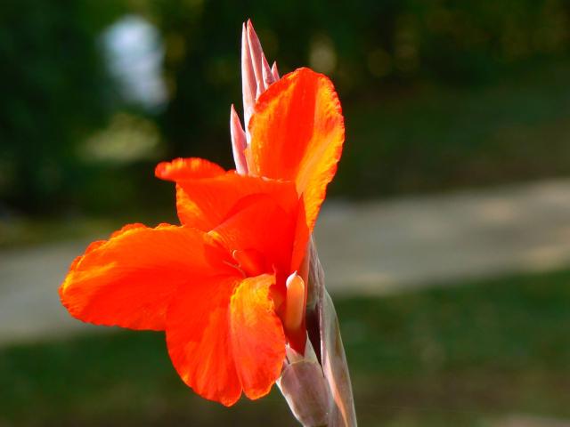 Canna (Canna × generalis) : plantation, entretien et hivernage