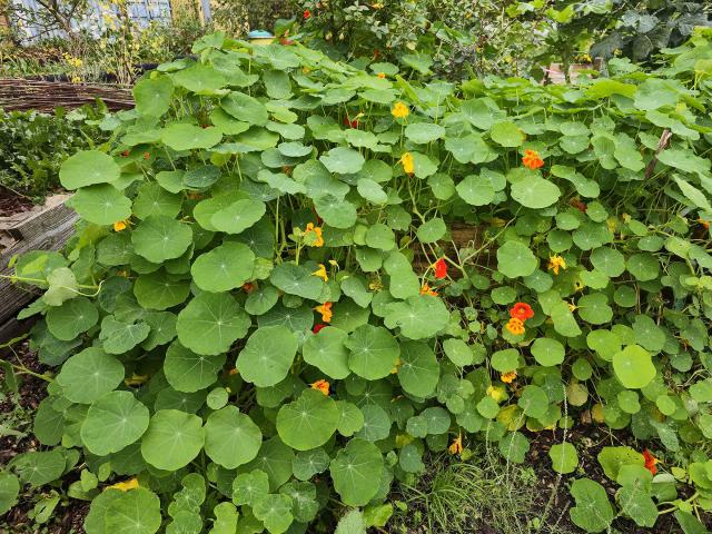 Capucine (Tropaeolum majus) : semis, plantation et entretien